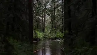 Rainy Forest Or City tiktok anais menard