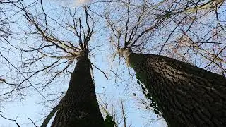 Le Gardien de la Forêt de Rougeau