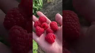 Малина Мапема , маравилла, энросадира. Наш третий огород.