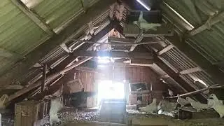 🕊️