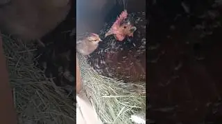 Sweet mama and baby 🐣💞✨ #broodyhen #babychicks