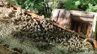 Заметки пчеловода! Какой должен быть зрелый мёд !