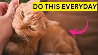 8 Golden Tips to Win Your Cat's Love Forever! || Don't Miss It?
