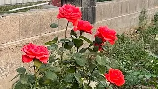 Роза Голдштейнперл
