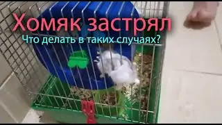 Хомячок застрял в клетке