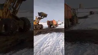 Возим навоз. 