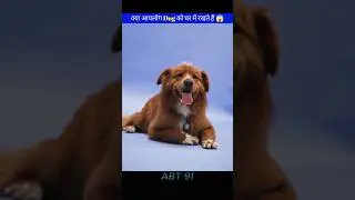 There Is A Dog In Your House 😱 | Amazing Dog 🐕 | Voice credit:- @factsdastan #shorts