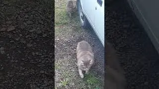 Матушка-Земля...