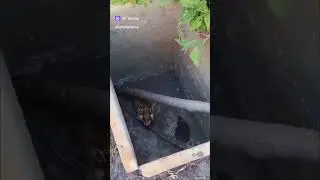 спасние #хомяка из ямы, #лайки