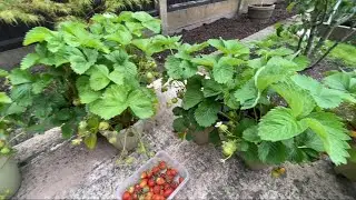 Strawberries harvest June 2024 || Birds peck the best ones 😀