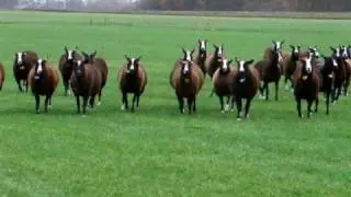 Zwartbles schapen