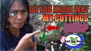 DO YOU KNOW WHY YOUR CUTTINGS DON'T ROOT? / Here are the reason and the correct way to propagate.
