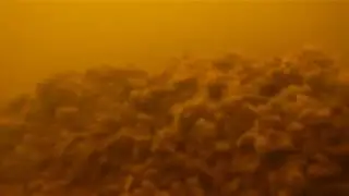 Чудское озеро подводные сьемки окуня весной 7метров ( на 1,40 мин попал в кадр нормальный окунь)