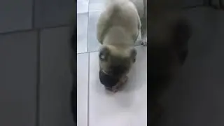 Щенок Алабай ест мясо