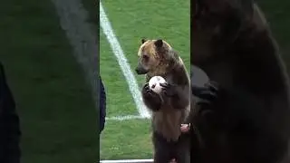 Animals in football