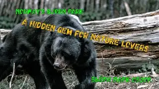 Norway's Bjørn Park: A Hidden Gem for Nature Lovers - Бьёрн парк обзор.