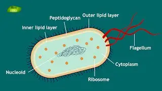 Bacterial Cell Notes | Structure and Function | Microbiology | Basis Science Series