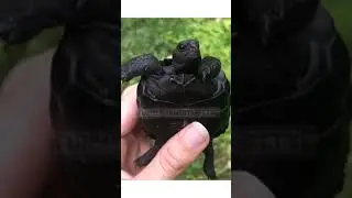 ЧЁРНАЯ ЧЕРЕПАХА (Black turtle)