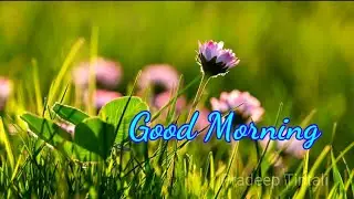 New Good Morning Video - WhatsApp