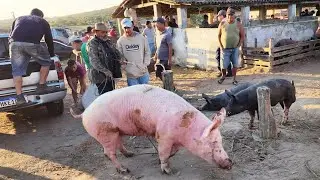 SUÍNOS DE 12 REAIS EM CAPOEIRAS-PE, ALÉM DE CAPRINOS E OVINOS 11-10-2024 