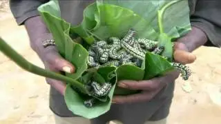 Extreme citizen science in the Congo Basin | Jerome Lewis | TEDxUCL