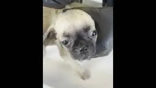 Hundesag 15 Århus