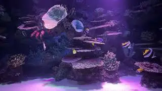 Tropical Fish | Copyright Free 4k Stock Video