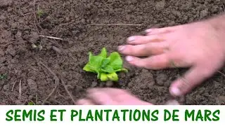 QUE SEMER ET PLANTER EN MARS ?