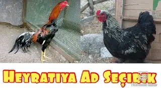 Heyrati döyüşü
