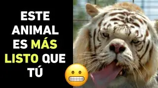 Los 10 ANIMALES Más INTELIGENTES del Reino Animal