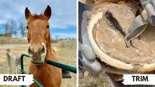 Trimming Rare Draft Breed : Suffolk Punch