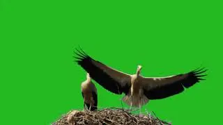 No Copyright Videos - Hern Nest -Stork Green Screen Video footage for Free - No Copyright Zone