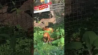 Huge MONKEY attacks me through the fence 💀😱😱😱