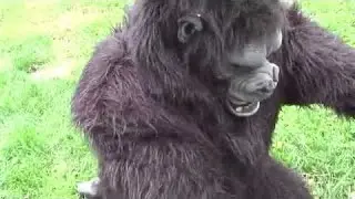 Weregorilla Transformation 7
