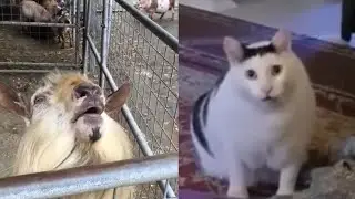 Goats talking to Huh Cat 💀