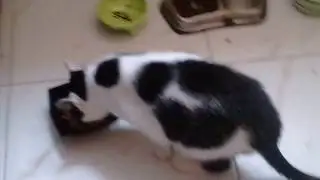 ЧЕЛЛЕНДЖ 5 КОРМОВ С КОШКОЙ ЭЛЛОЙ Роял Канин и Шеба ВЛАЖНЫЙ КОРМ ДЛЯ КОШЕК