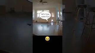 Don't Leave Your Dog Alone, or They'll Do This...- Must Watch 🤣🤣 | #shorts #daily_life_quotes