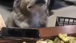 Собака кайфует