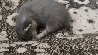 Маленький котенок ещё не видит но уже пытается ухаживать за собой