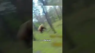 ⚡️Медведь погнался за парнем в лесу! 😱