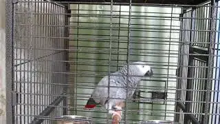 На лабутенах на...
