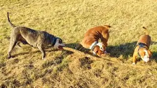YAVRU BULLDOGLAR YENİ AİLELERİNE GİTTİLER.