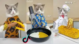 Cats make food 2023 "That Little Puff" Tiktok Compilation #3