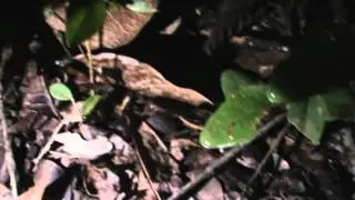 Bioluminescence