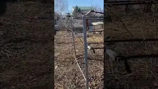 Обрезаю летнюю малину. 24 год .ставропольский край.