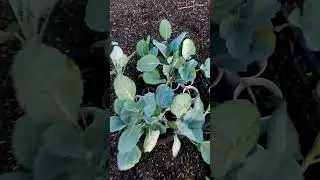Капуста и Помидоры. Посадка в грунт после заморозков