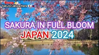Sakura in Full Bloom || Shimotsuma Sanuma Park in Japan 2024 @sakuralakwachera9382