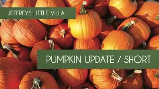 Pumpkin Seven Week Update / Short