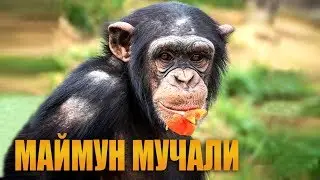 Мучаллар - Маймун мучали