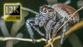 12K HDR 60fps Dolby Vision - Insect World